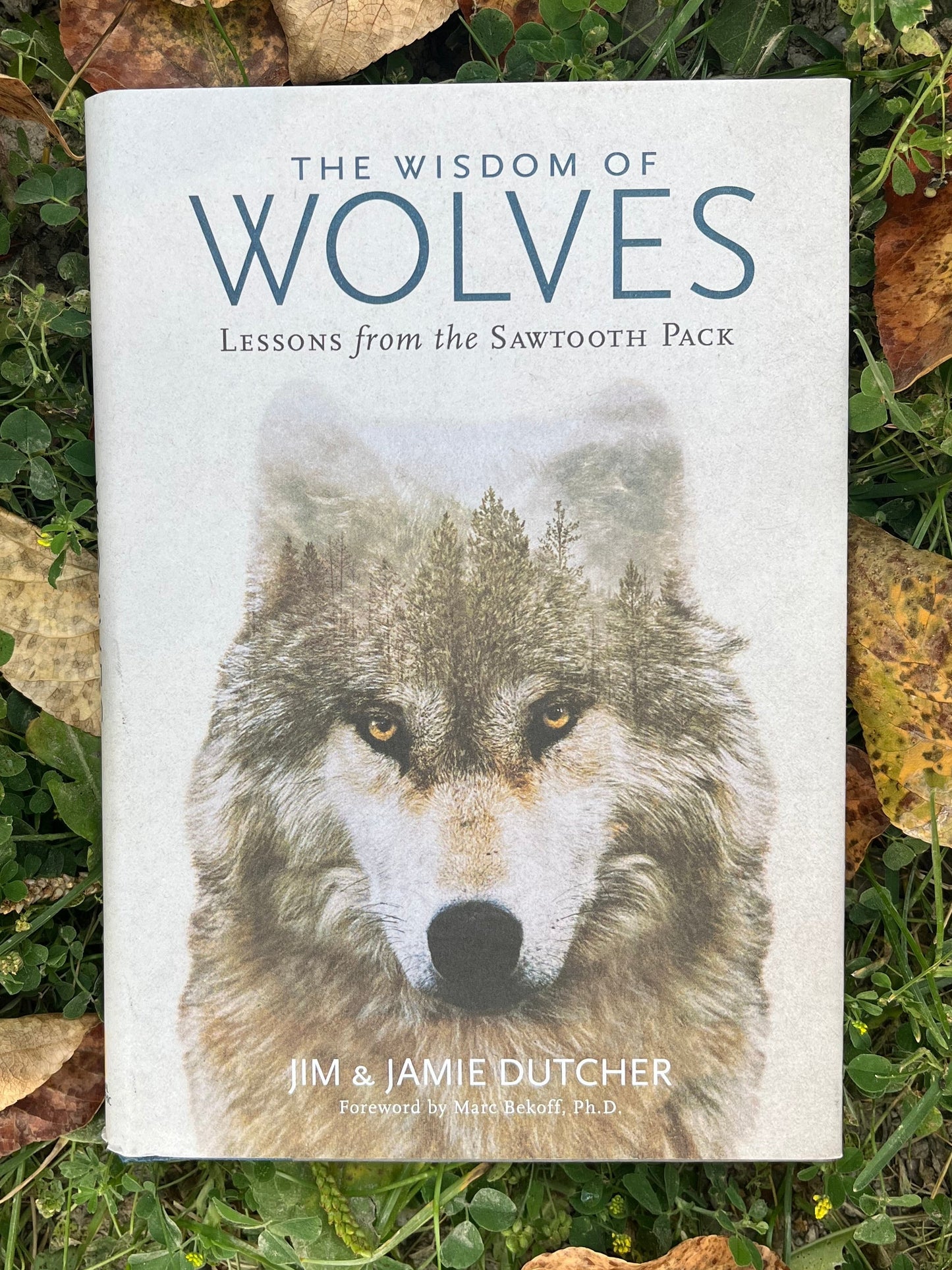 The Wisdom of Wolves: Lessons from the Sawtooth Pack