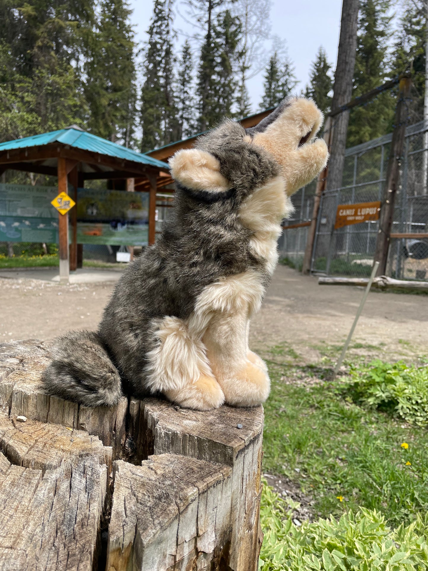 Douglas Wolf Plush - Howling