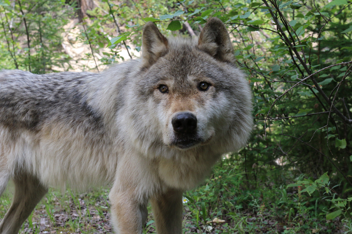 Wiley's Glass Paw Print