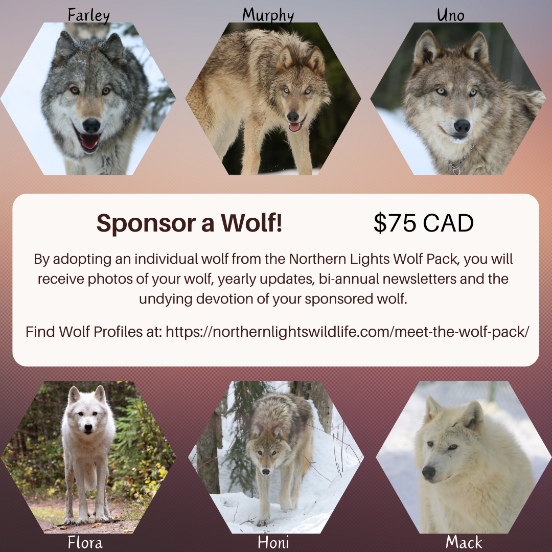 Mitgliedschaft / Sponsoring eines Wolfsrudels