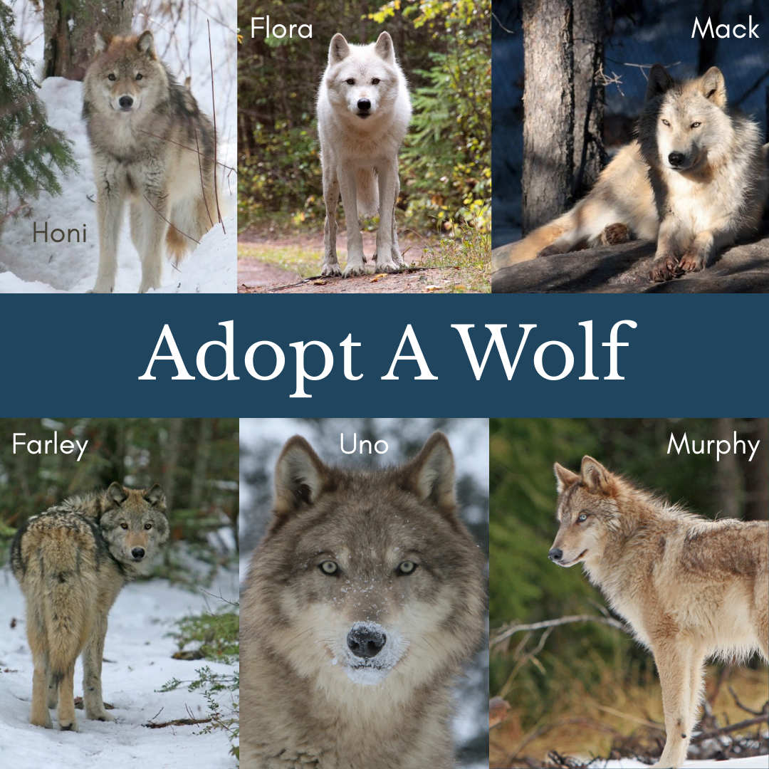 Adopt A Wolf!