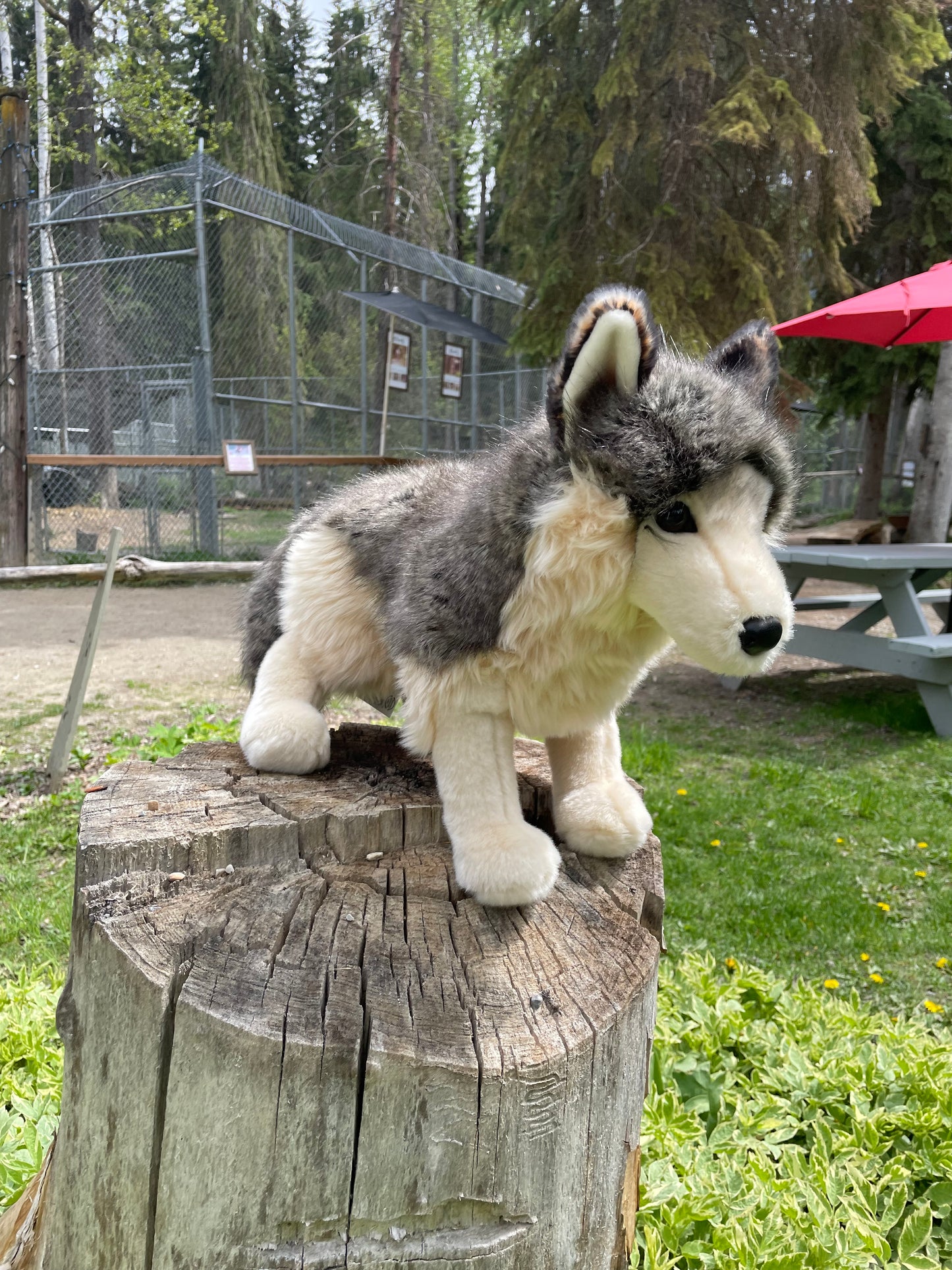 Douglas Wolf Plush - Large