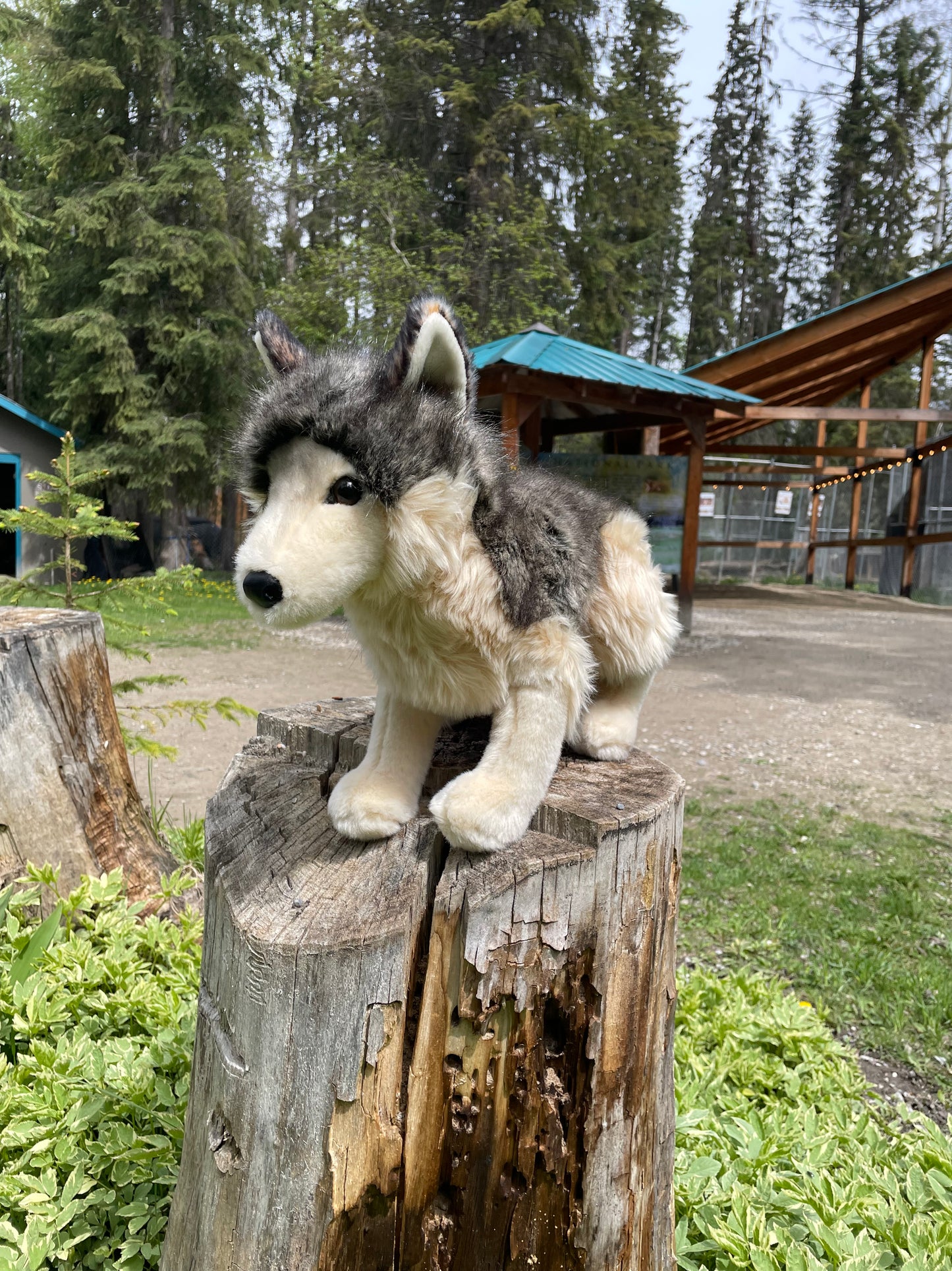 Douglas Wolf Plush - Large