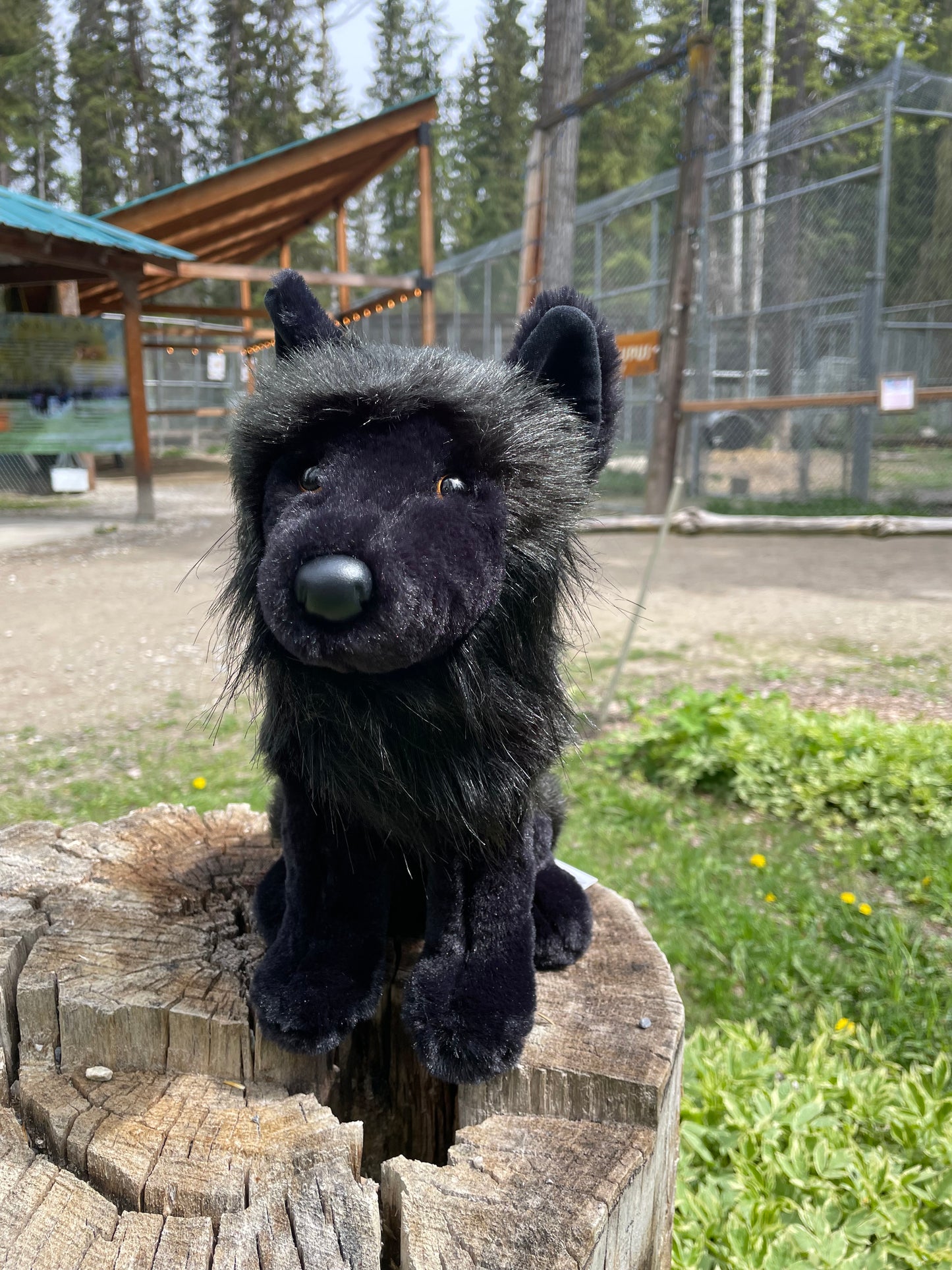 Douglas Wolf Plush - Black